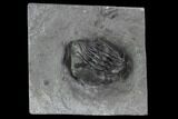 Enrolled Eldredgeops (Phacops) Trilobite - New York #95945-2